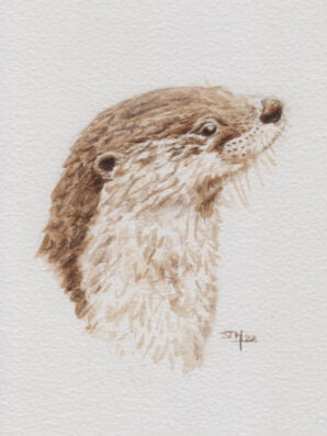 Otter tekening