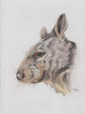 Wombat portret