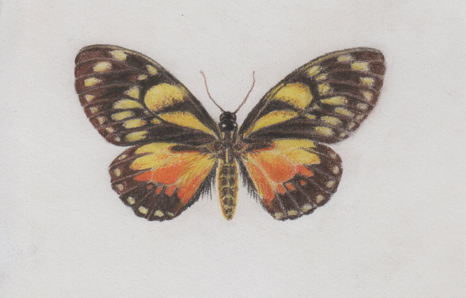 vlinder tekening pastelpotlood