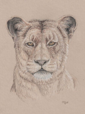 leeuwin tekening realistisch portret kleurpotlood