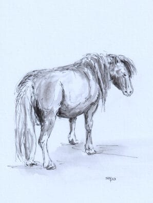 pony tekening