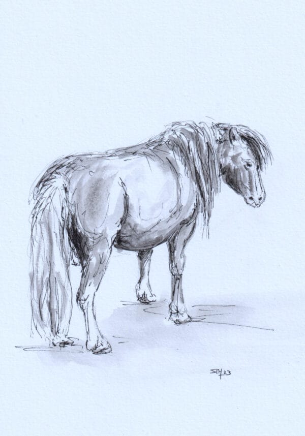 pony tekening